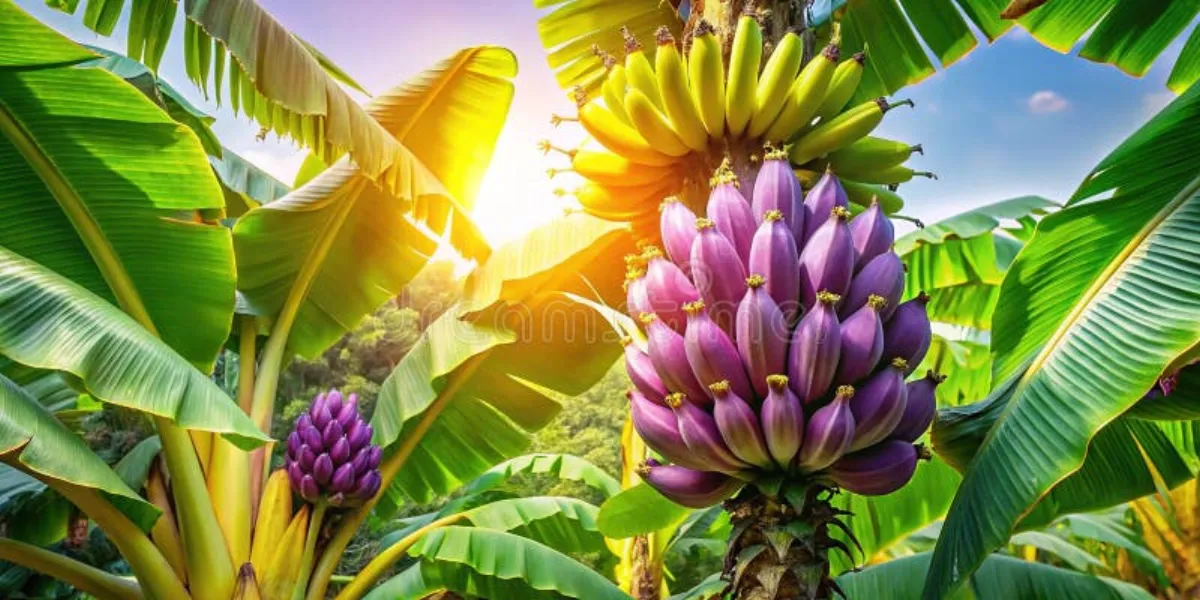 芒果视频 - 香蕉采收与包装过程