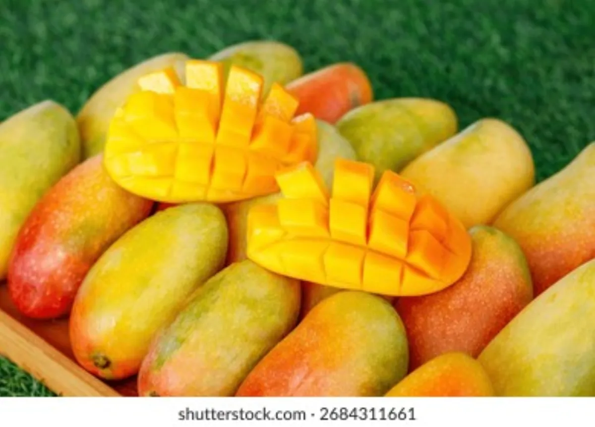 芒果视频 - 贵妃芒品种特写