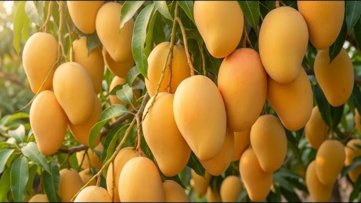 芒果视频 - 金煌芒生长全记录视频