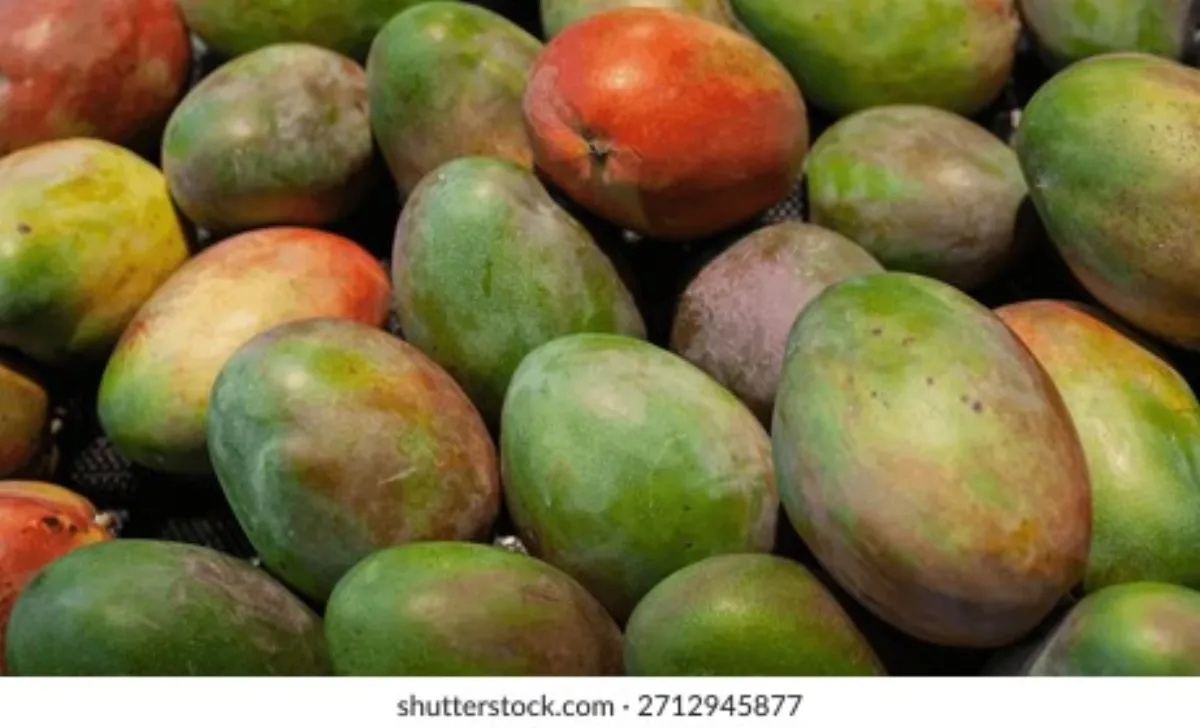 芒果视频 - 台农一号芒果品种